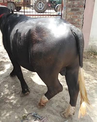 Jhota for Qurbani
