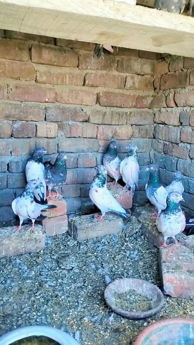 high quality flying pigeons