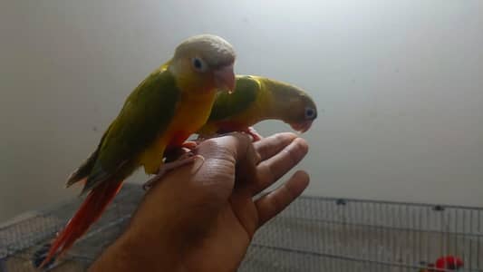 Hand tame pineapple conure