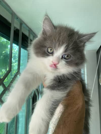 Persian cat kitten for sale.