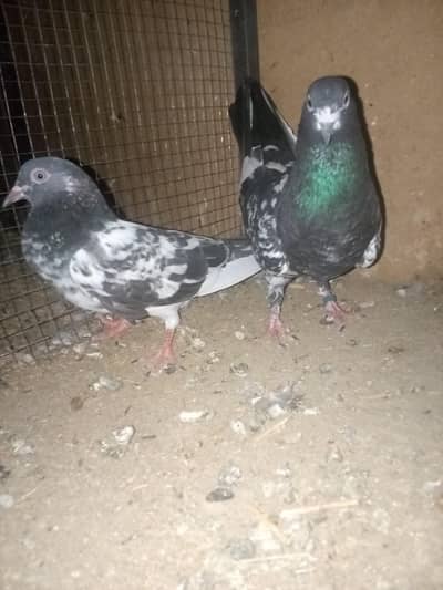 pegion lover 3312577779