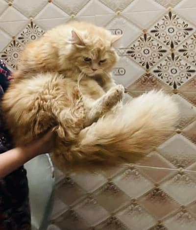 Persian Male Cat lovely 0/3/07/5/99/7/9/00