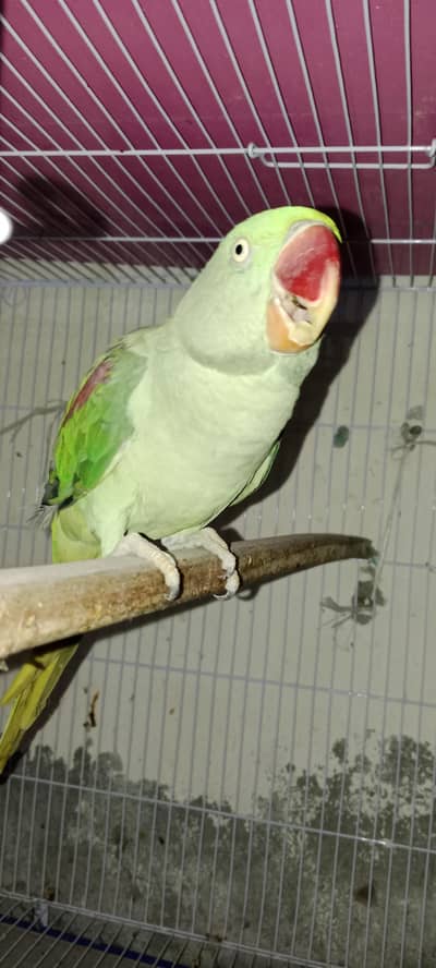 raw breeder female age 3 sal ha