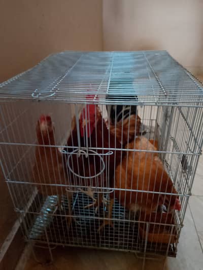 Desi murgi with a cock