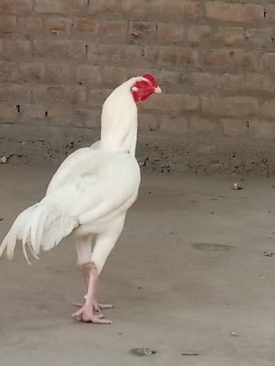 White paper chicken original