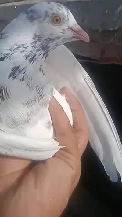 Patti wala pair for sale