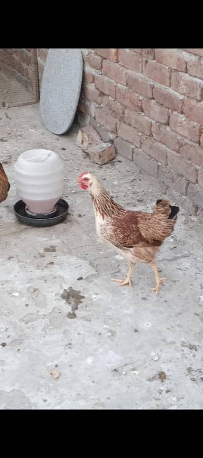 golden misri pathiyan for sale