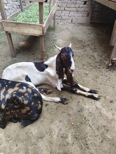 qurbani bakre and dumba chattra for sale in affordable price