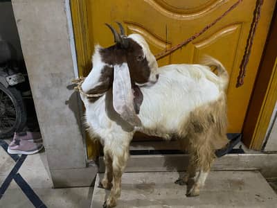 male goat for sell