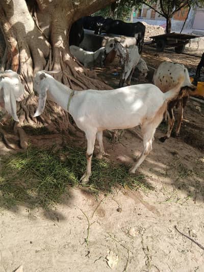 beautifull Goat sale