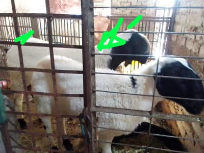sheep for sale