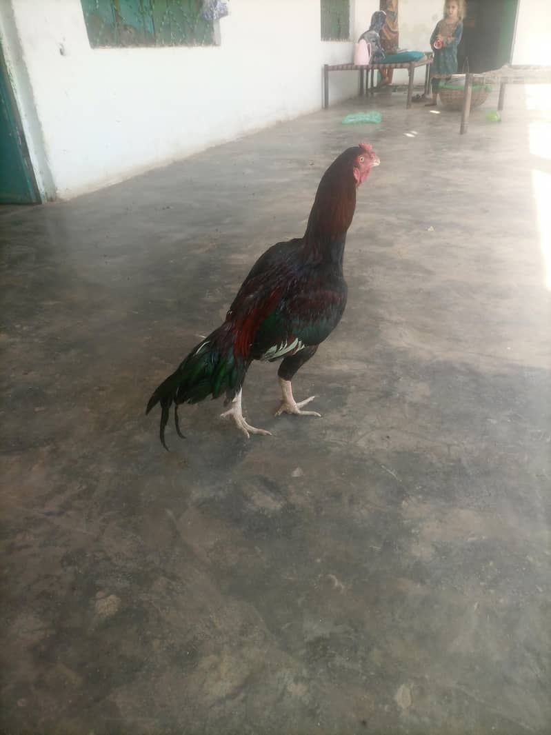 othare 1