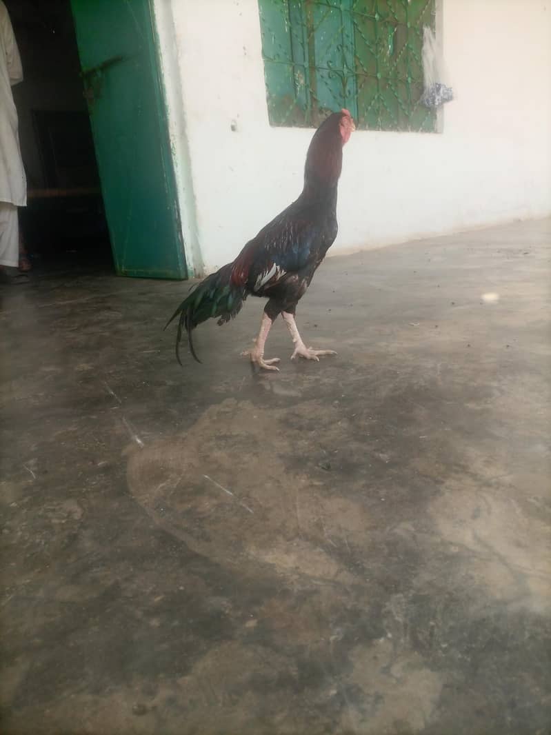 othare 2