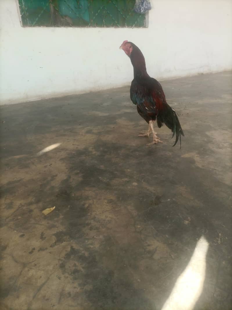 othare 3