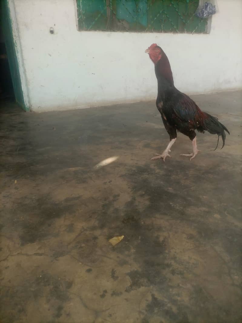 othare 4