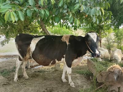 Cow for sale