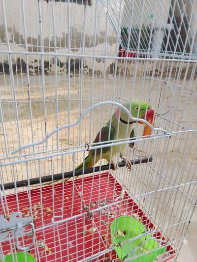 raw parrot male hand Tame