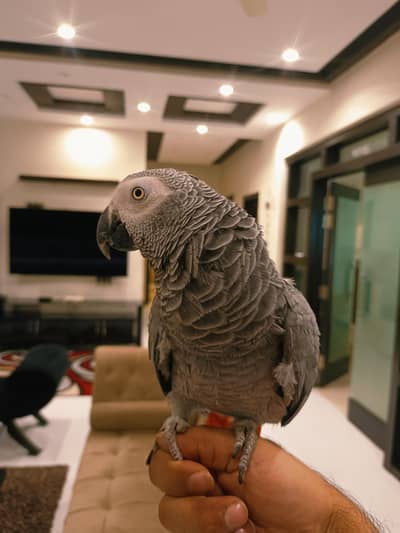 African Grey Parrot Female