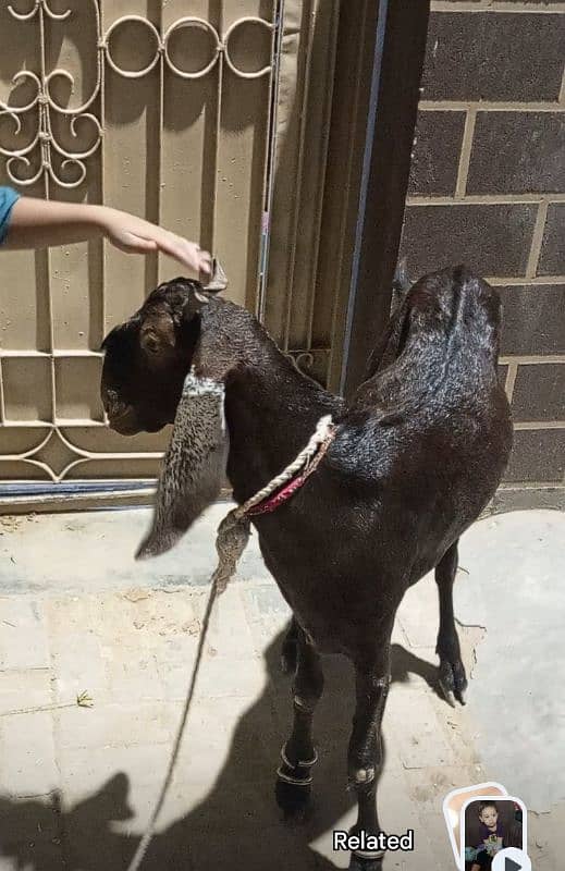 Desi Bakra 0