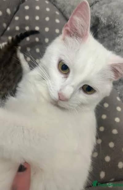 persian kitten healthy and active for sale