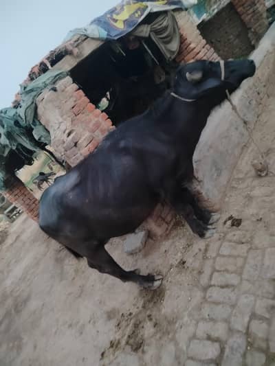 Bull hisa