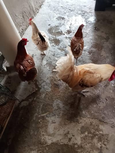 Desi misri rooster and hens