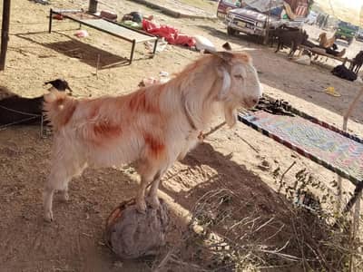 Bakra Gar ka