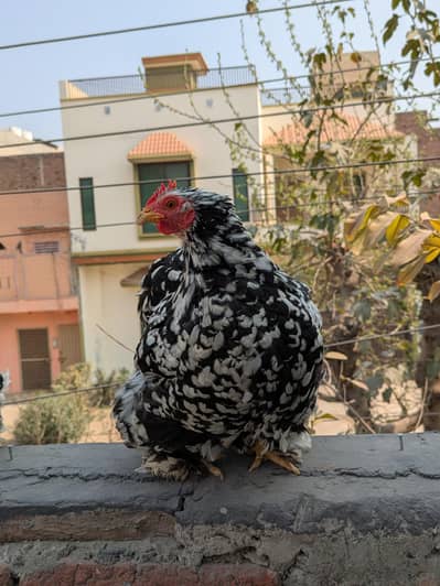 Molted bentum chicks top quality