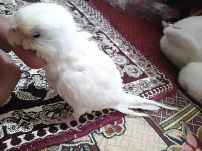 hand tamed cocktail parrot