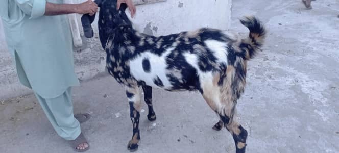 Qurbani Ka baqra