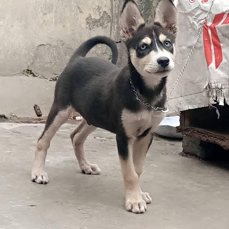 Husky 0