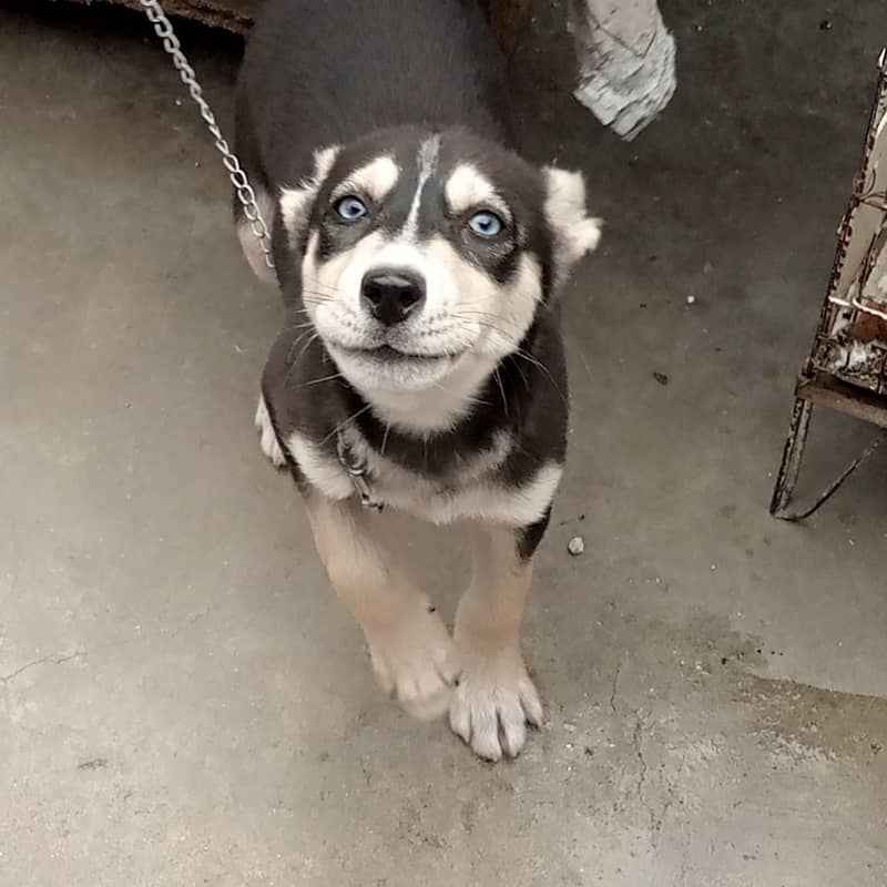Husky 1