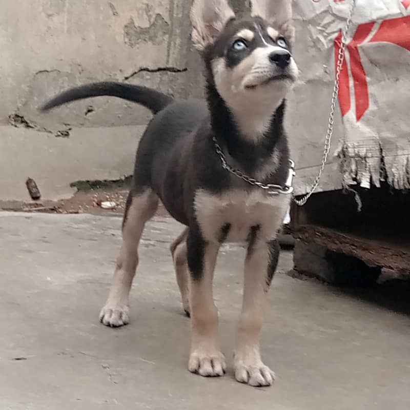 Husky 2