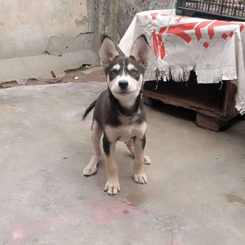 Husky 3