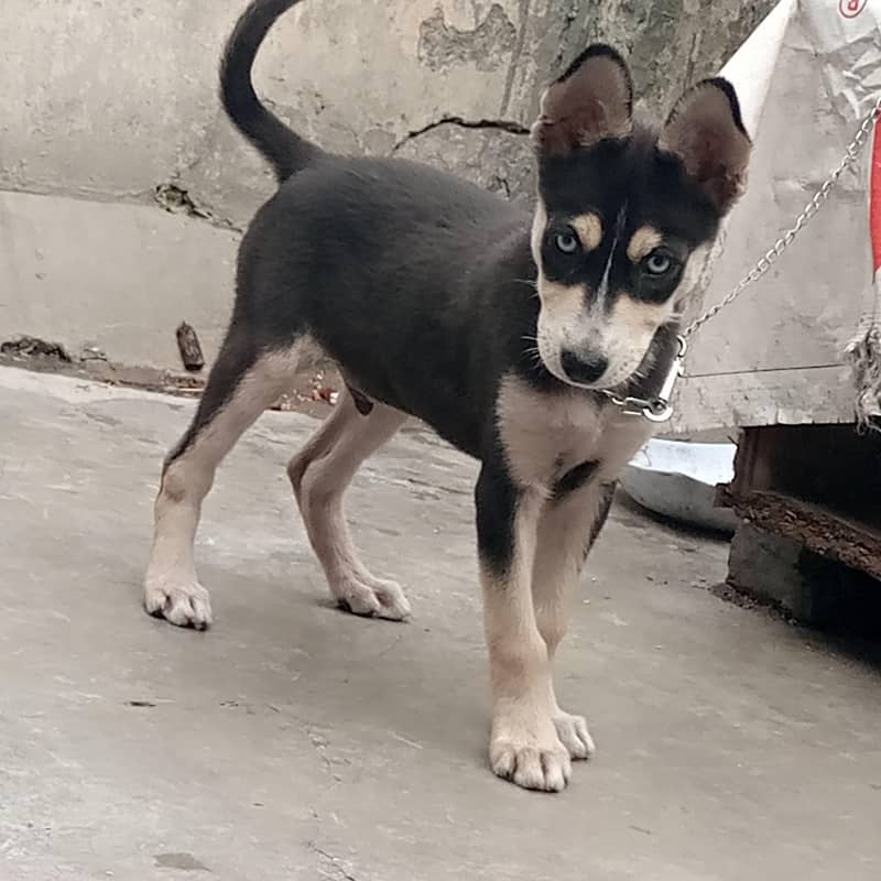 Husky 4