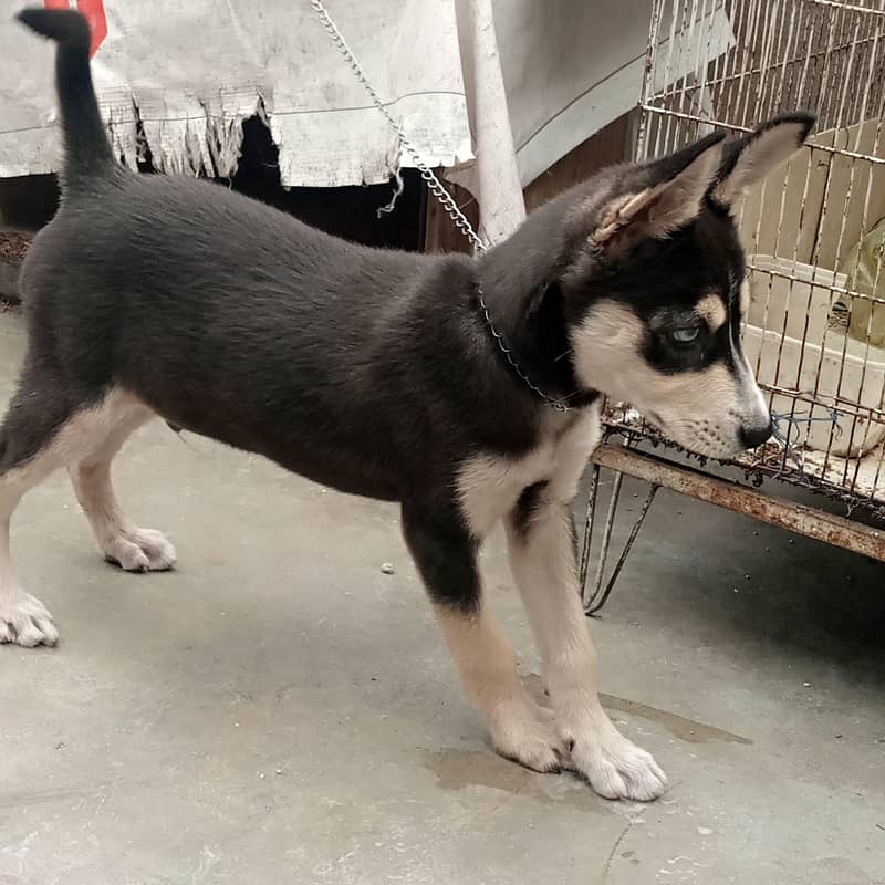 Husky 5