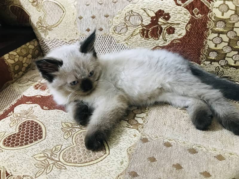 Birman cat 1