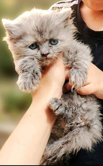 persian kitten