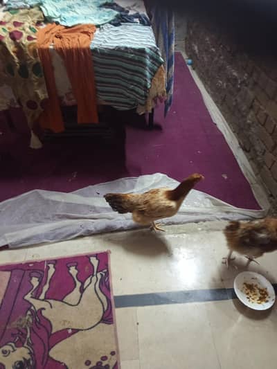 aseel murgi kuruk for sale
