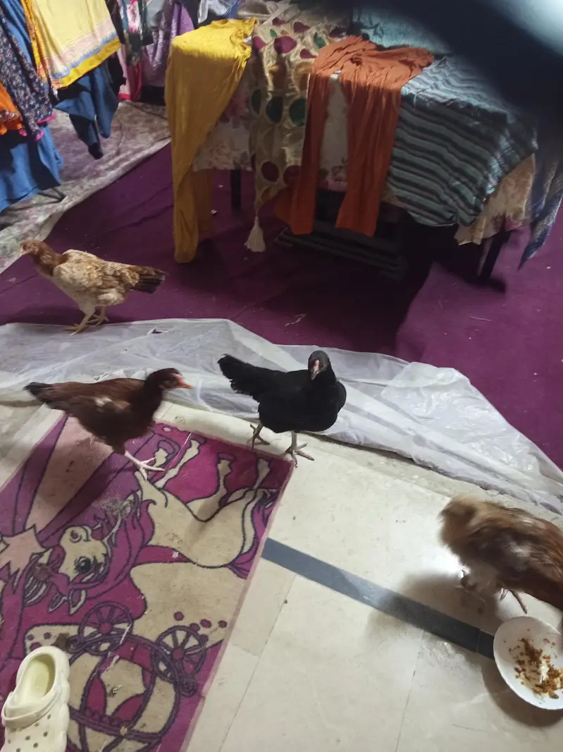 aseel murgi kuruk for sale — photo 2