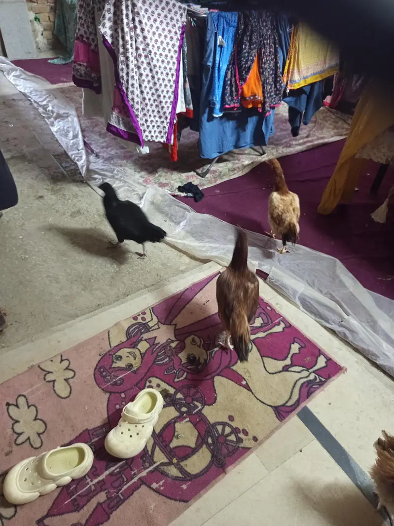 aseel murgi kuruk for sale — photo 3