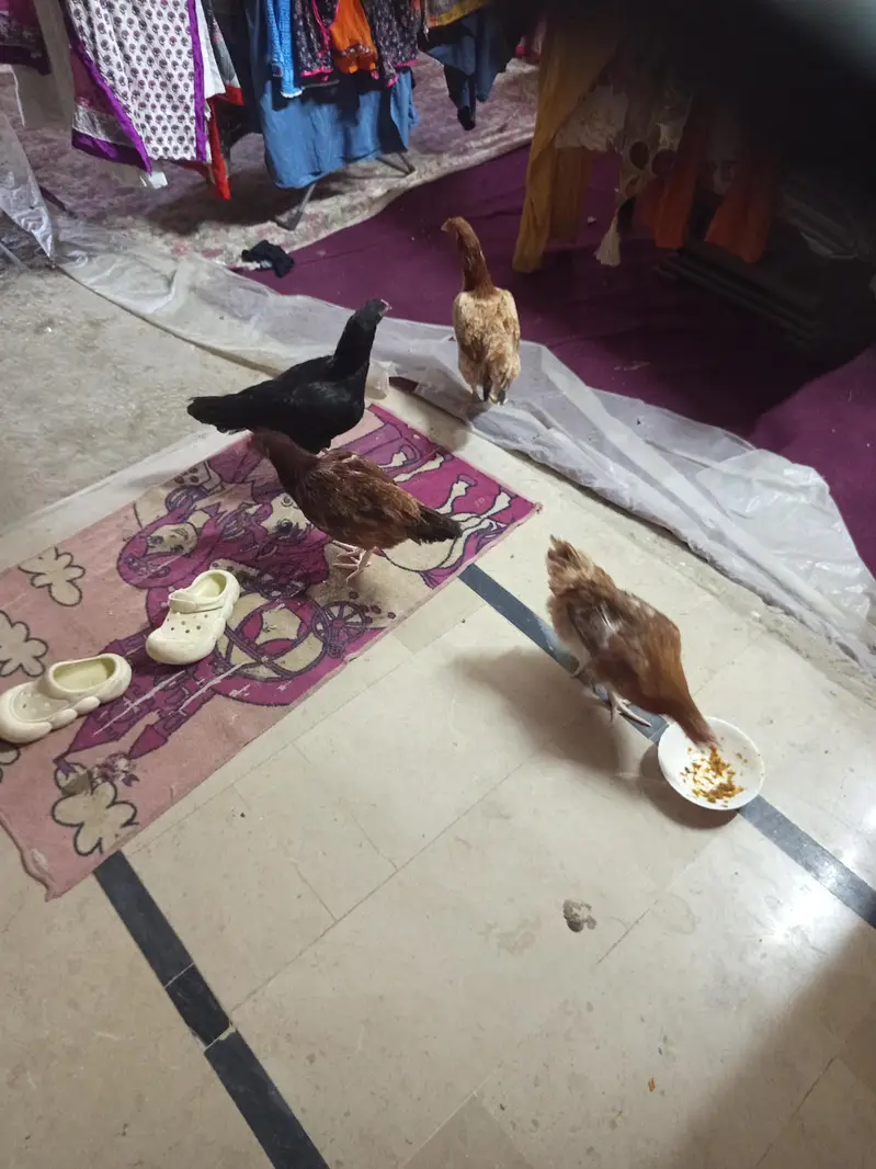aseel murgi kuruk for sale — photo 4