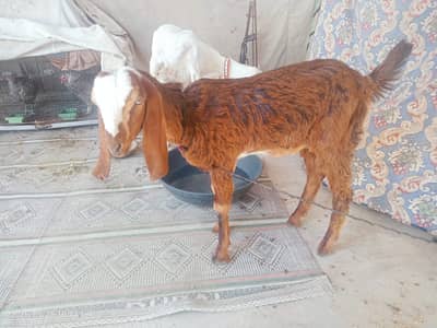Beetal  Brown Bakri | Shoqia Ghar Palne Ke Liye Best | Healthy &