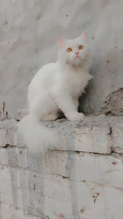white  female cat