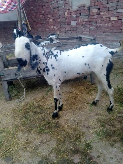 Do daant khassi r andal