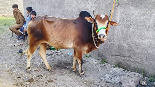 Desi bail for sale