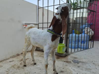 bakra for sale