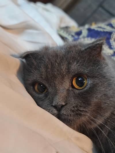 Scottish fold Cat  for Sale
