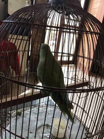2 Green females