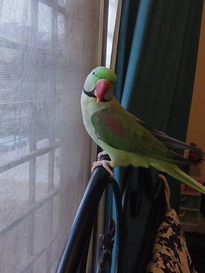green parrot talkative hand trained